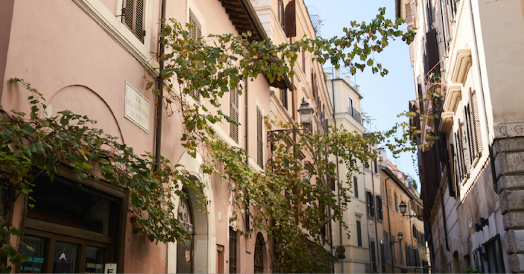 Photo of vines connecting between buildings