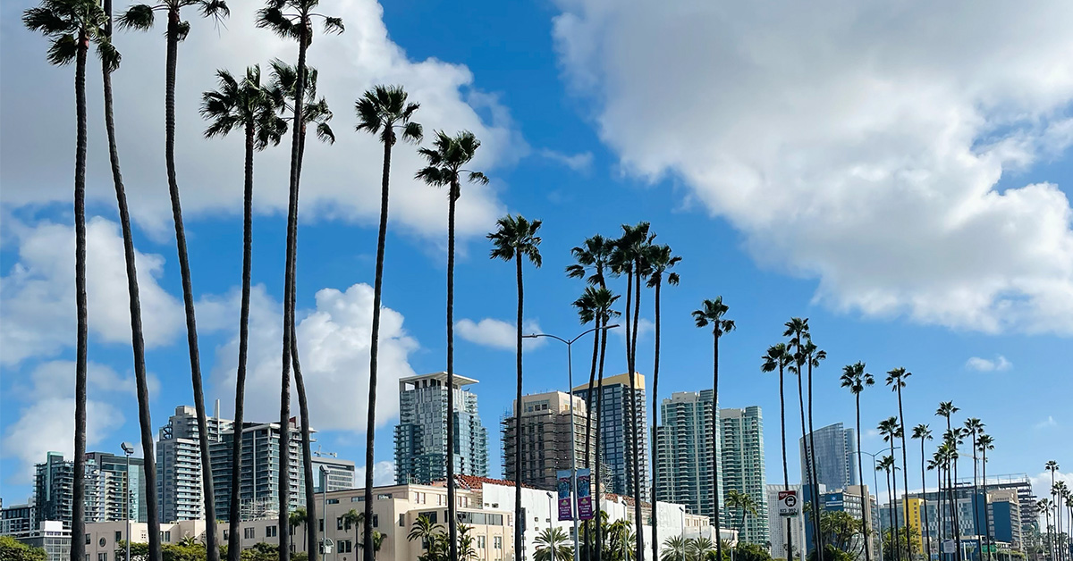 Palm trees in San Diego